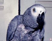 Omar - Fire Escape's Parrot