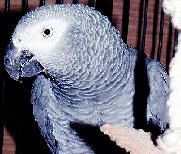 Casey - Lucis' Parrot