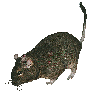Degu Image
