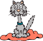 Cat on Rug