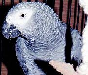 Casey - Lucis' Parrot